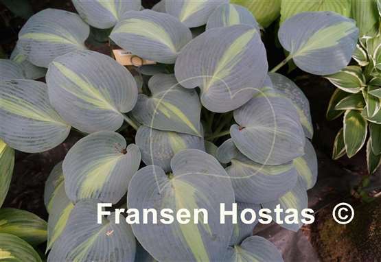 Hosta Grand Marquee