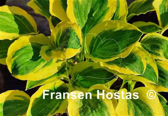 Hosta Grand Prize