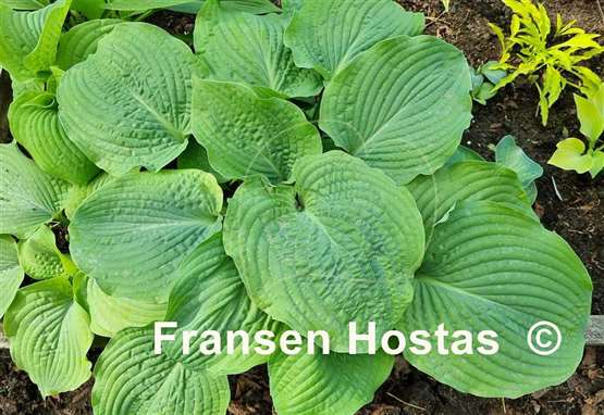 Hosta Grand Rapids