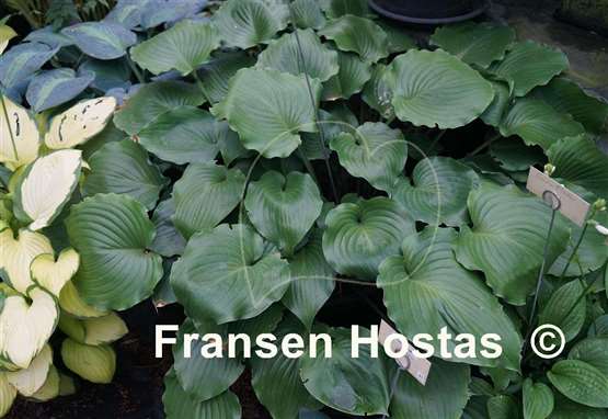 Hosta Grand Slam
