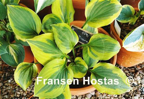 Hosta Grand Tiara