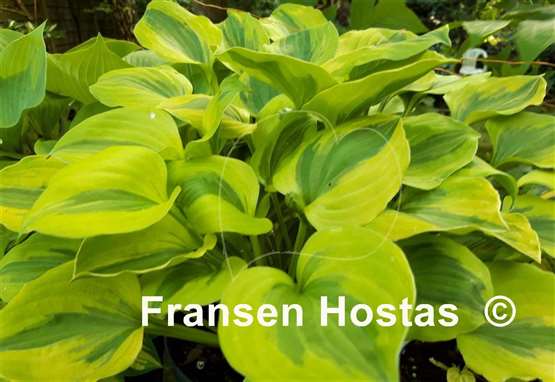 Hosta Grand Tiara