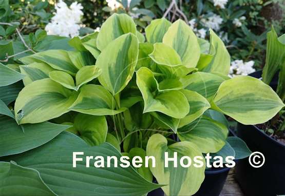 Hosta Grand Tiara