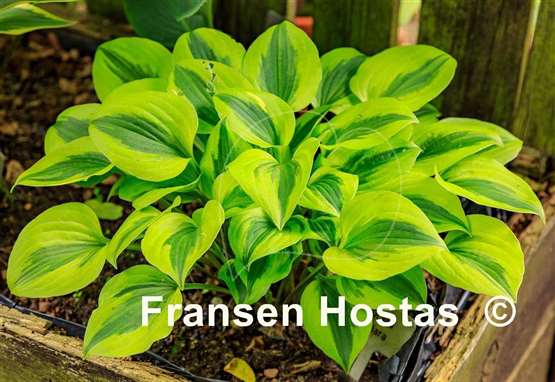 Hosta Grand Tiara
