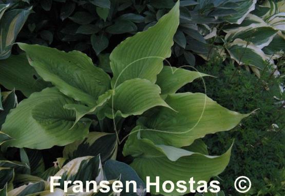Hosta Grand Canyon