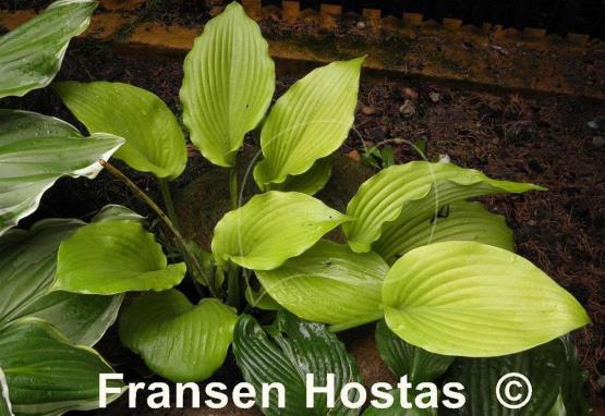 Hosta Grand Canyon