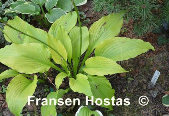 Hosta Grand Canyon