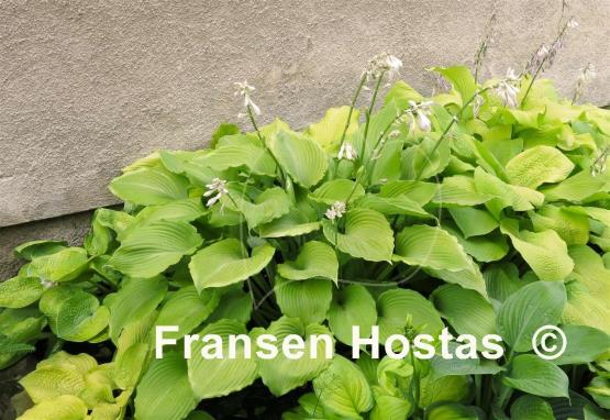Hosta Grand Canyon