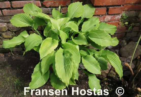 Hosta Grand Canyon