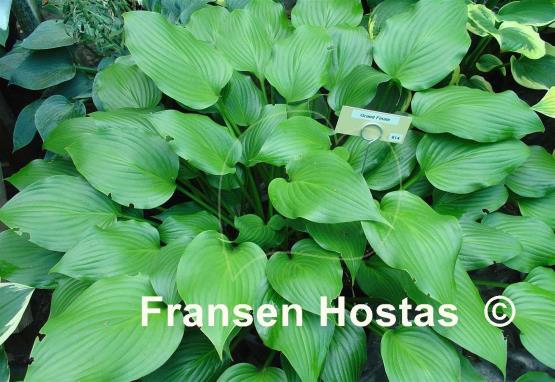 Hosta Grand Finale