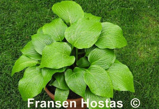 Hosta Grand Finale