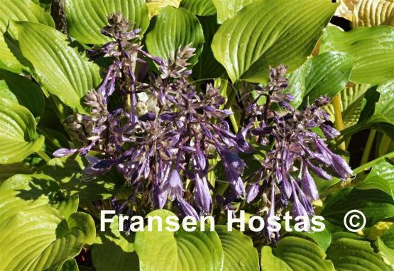 Hosta Grand Finale