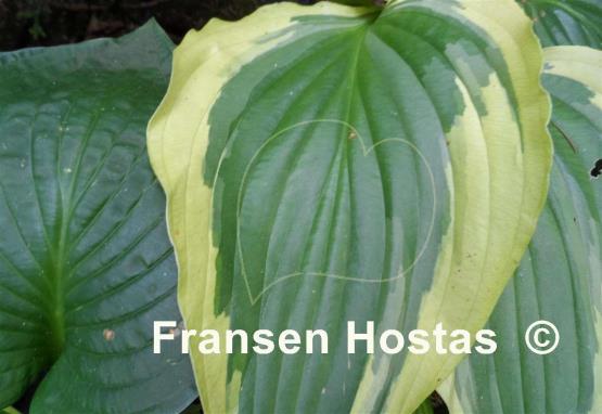 Hosta Grand Marmalade