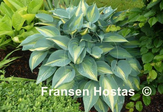 Hosta Grand Marquee