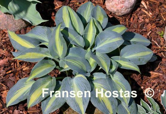 Hosta Grand Marquee