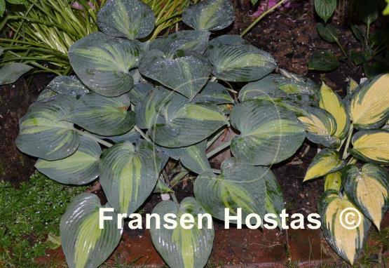 Hosta Grand Marquee