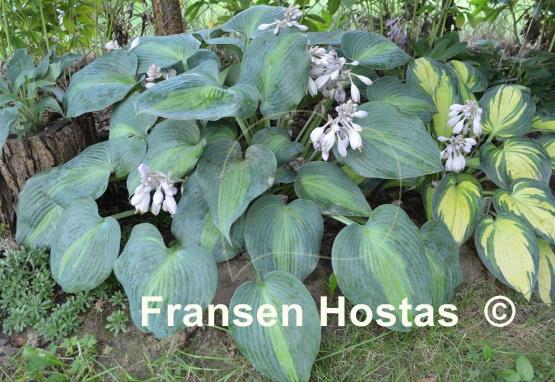 Hosta Grand Marquee