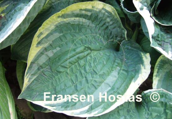 Hosta Grand Master