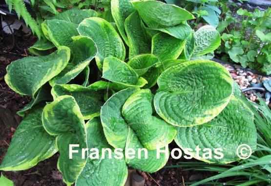 Hosta Grand Master