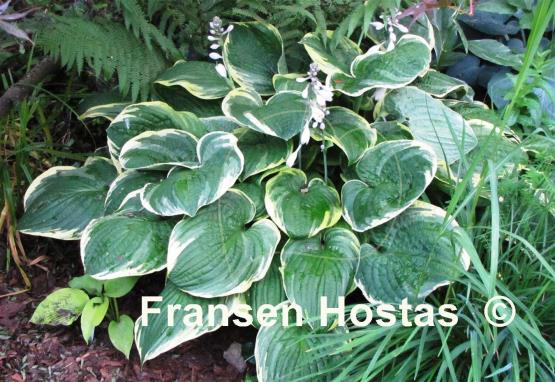 Hosta Grand Master