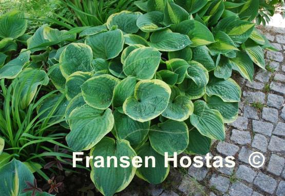 Hosta Grand Master