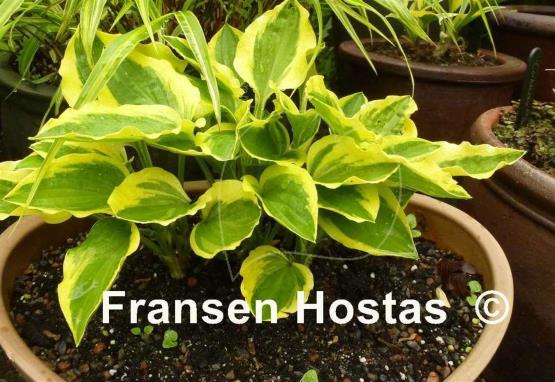 Hosta Grand Prize