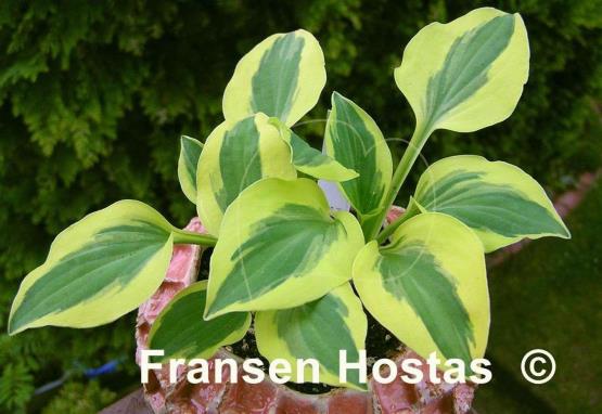 Hosta Grand Prize