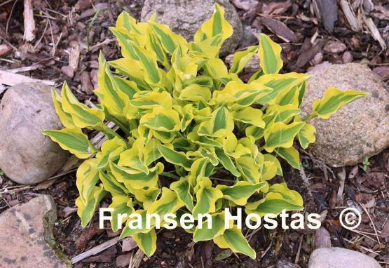 Hosta Grand Prize