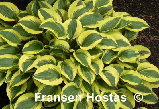Hosta Grand Prize