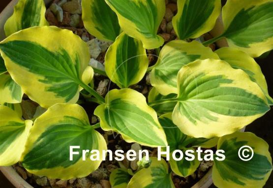 Hosta Grand Prize
