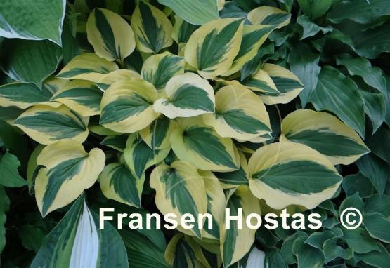 Hosta Grand Prize