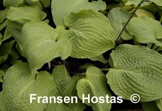 Hosta Grand Rapids