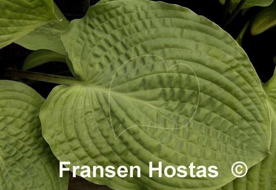 Hosta Grand Rapids