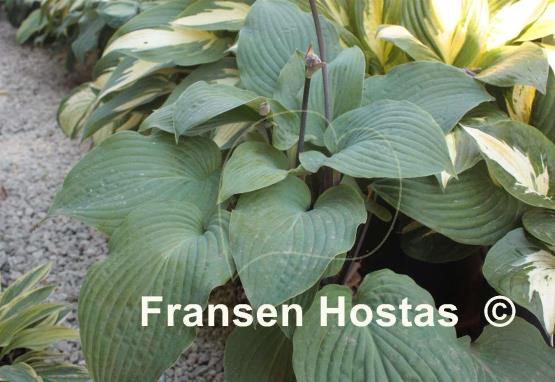 Hosta Grand Rapids
