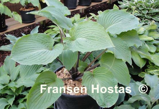 Hosta Grand Rapids
