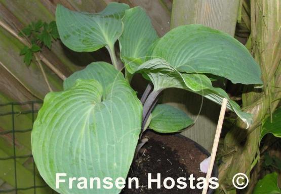 Hosta Grand Rapids
