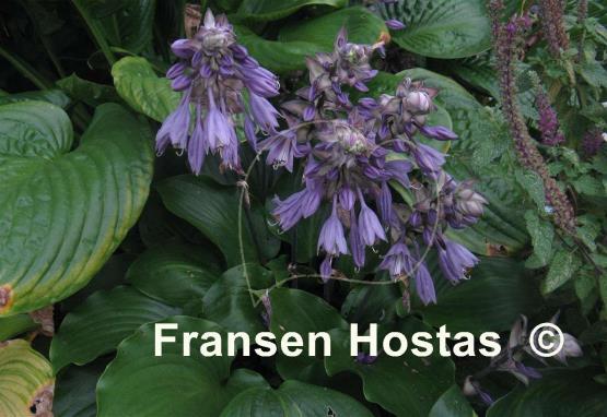 Hosta Grand Slam