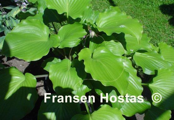 Hosta Grand Slam