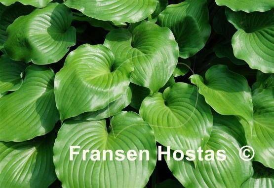 Hosta Grand Slam