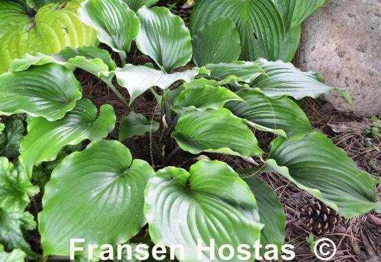 Hosta Grand Slam
