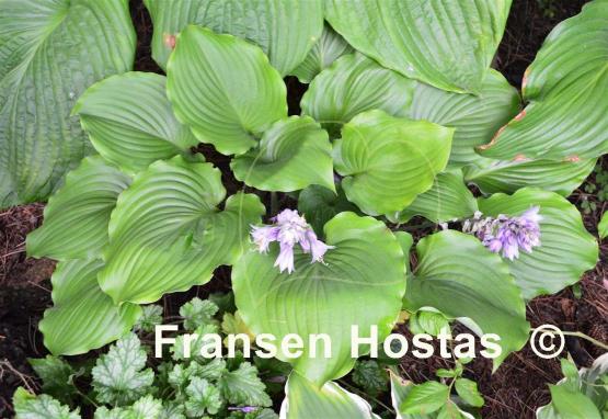 Hosta Grand Slam