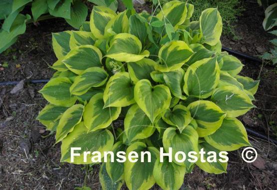 Hosta Grand Tiara