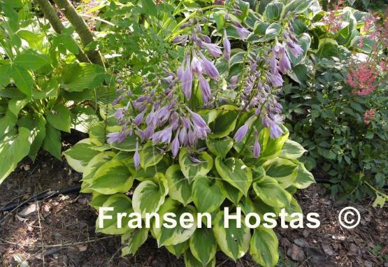 Hosta Grand Tiara
