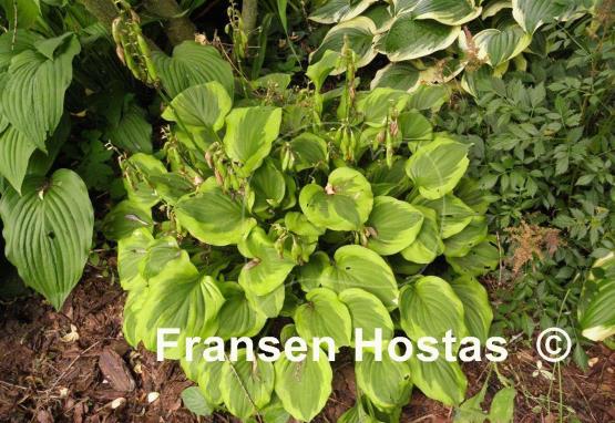 Hosta Grand Tiara