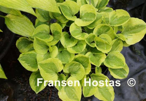 Hosta Grand Tiara