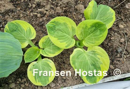 Hosta Grandpa's Love