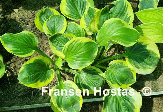 Hosta Grandpa's Love