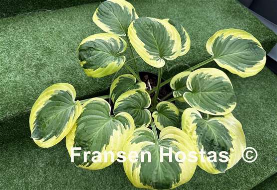 Hosta Grandpa's Love