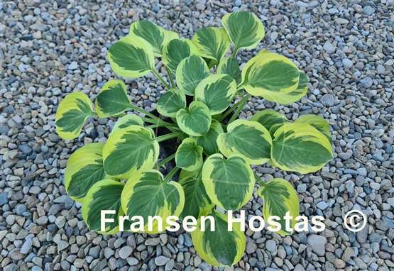 Hosta Grandpa's Love