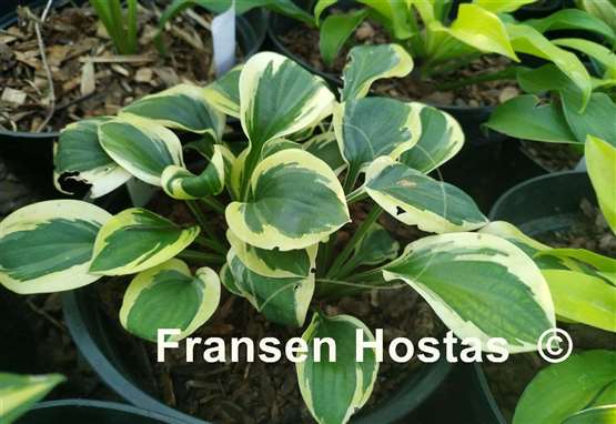 Hosta Grandpa's Love